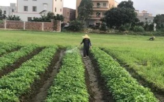 花生病蟲害防治方法，常見病害有莖腐病、根腐病等