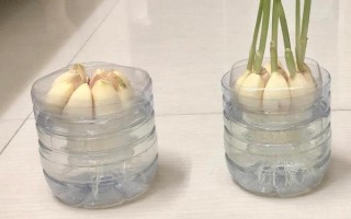 如何盆栽蒜苗，生長(zhǎng)期每隔3-4天澆一次水