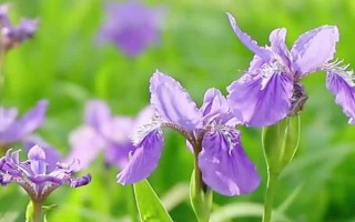 黛尾花與鳶尾花的區(qū)別，二者是同一種植物