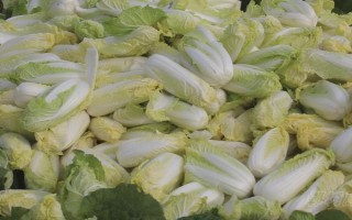 娃娃菜一畝能產(chǎn)多少斤，畝產(chǎn)量在12000-24000斤
