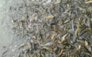 怎么快速培育泥鰍苗種，投放前要蓄水施肥、放苗后要提供充足的食物