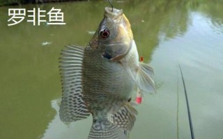 1號主線能不能當(dāng)子線用，不建議代替使用