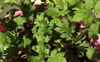 菊花要不要打頂，剪除頂端旺長(zhǎng)枝條才能促進(jìn)新枝萌發(fā)