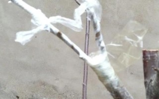 李子樹苗的品種推薦，脆紅李和胭脂李市場(chǎng)認(rèn)可度高