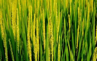 秋鄉(xiāng)優(yōu)6號水稻種簡介，該品種基部葉葉鞘綠色