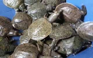 家里為什么不能養(yǎng)鱉，鱉的攻擊性比較強