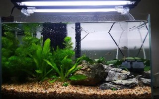 小魚苗什么時候喂食，出生第二天就可以喂食了