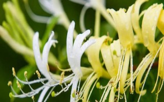 金銀花的種植條件，喜歡在溫和濕潤的環(huán)境中生存