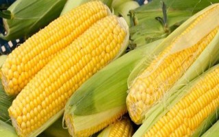 登海DT515玉米種子介紹，中抗南方銹病和粗縮病