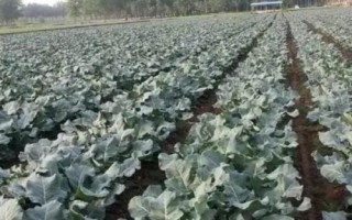 西蘭花的養(yǎng)護條件，生長溫度最低不可低于5℃