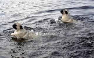 犬髖關(guān)節(jié)發(fā)育不良的簡介，是一種后天發(fā)育畸形、由多種病因引發(fā)的疾病