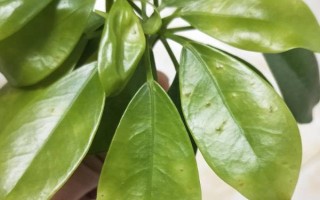 鵝掌木怎么養(yǎng)，每隔5-10天給植株澆水一次