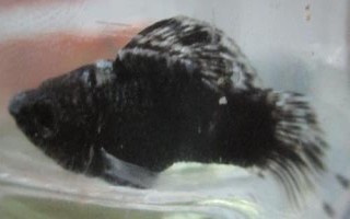 黑瑪麗魚水溫多少度合適，適宜的水溫范圍是22-28℃