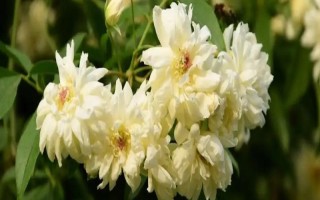 為什么木香花不能種，是由于其耐寒性較差