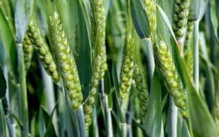 聯(lián)邦2號小麥種簡介，每畝適宜基本苗18～22萬