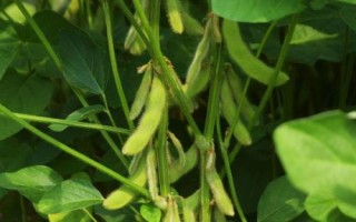 中龍豆105大豆種簡介，種植密度