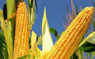 金東玉800玉米品種的特性，畝植密度2800～3000株