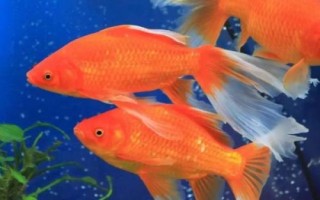 金魚品種有哪些，可分為草種、文種、龍種、蛋種