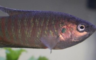 虎斑天堂魚好不好養(yǎng)，飼養(yǎng)難度較低
