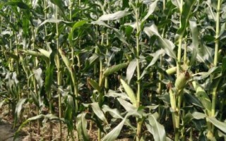 雄玉1587玉米品種的特性，每畝適宜密度4000株