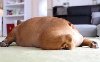 犬髖關(guān)節(jié)發(fā)育不良的簡介，是一種后天發(fā)育畸形、由多種病因引發(fā)的疾病