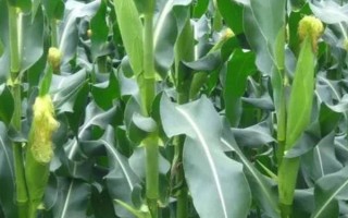 改良豫玉31號玉米品種的特性，防治玉米螟