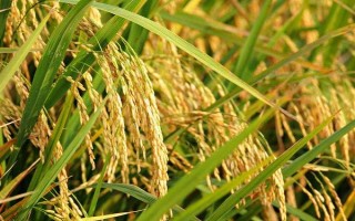 T優(yōu)5128水稻品種的特性，大田用種量每畝1.5公斤