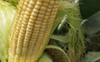 鄭白甜糯5號玉米品種簡介，大喇叭口期用防治玉米螟蟲