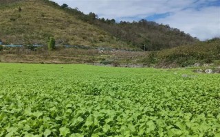 油菜為什么會僵苗，是受到干旱漬害、缺肥、病蟲害等因素的影響
