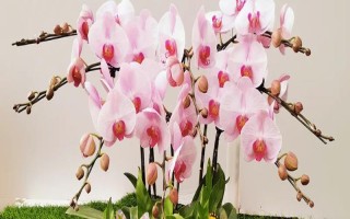 蝴蝶蘭的養(yǎng)殖方法，栽種前要對(duì)盆土消毒