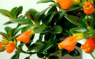 金魚吊蘭簡介，屬多年生草本植物
