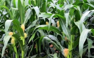 同豐165玉米品種簡(jiǎn)介，適宜密度3500株/畝