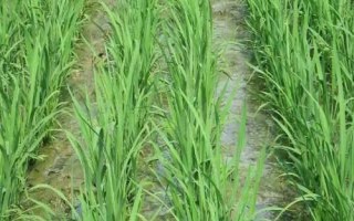 隆鋒優(yōu)3228水稻種子介紹，湘北6月13-15日播種