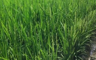 榮優(yōu)1179水稻種子介紹，注意防治白葉枯病