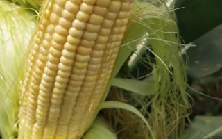 豐德存玉11玉米種子簡介，6月15日前播種