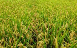 爽兩優(yōu)美占水稻種簡介，全生育期133.7天