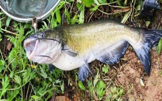 釣鮰魚適合用雞肝還是豬肝，二者效果差不多