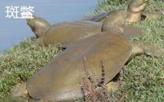 甲魚吃什么東西，喜食小蝦、螺類、水生昆蟲等動(dòng)物性餌料
