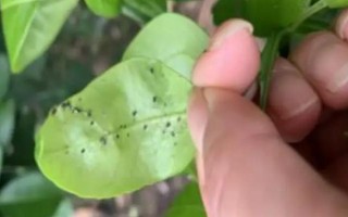 啶蟲脒的使用方法和用量，可防治蔬菜、棗、蘋果樹上的蚜蟲
