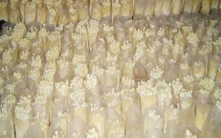 金針菇的種植方法，菌袋適合放置在20-25℃培育室內(nèi)