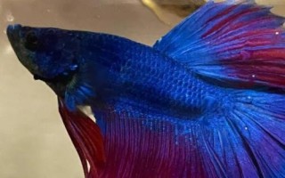 斗魚吃什么，動物性、植物性和合成飼料都吃