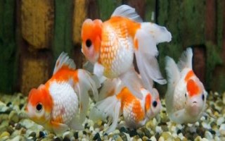 金魚冬天多久喂食一次，根據(jù)水溫的變化來(lái)調(diào)節(jié)喂食頻率