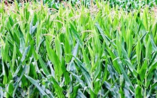 戶單5000玉米種簡(jiǎn)介，適宜播種期6月上旬～6月中旬