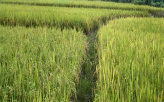 川優(yōu)065水稻品種的特性，一般5月上旬播種