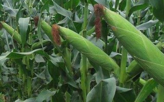 華科3A308玉米品種簡(jiǎn)介，中抗莖腐病