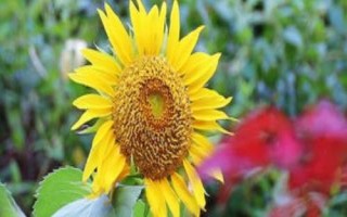 怎么種太陽花，是互贈好友的花卉