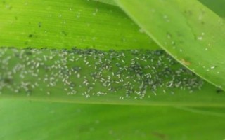 玉米蚜蟲，主要為害玉米雄花和上層1-5葉
