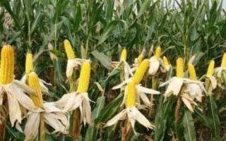 HF668玉米品種簡(jiǎn)介，基肥應(yīng)每畝施35千克