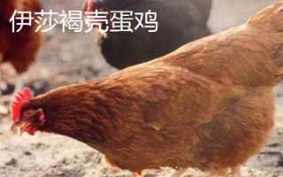 蛋的品種，最常見(jiàn)的種類(lèi)是雞蛋