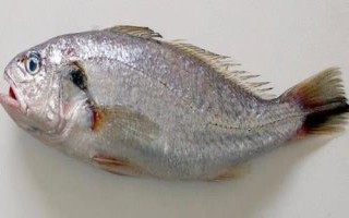 米魚(yú)簡(jiǎn)介，廣泛分布于北太平洋西部